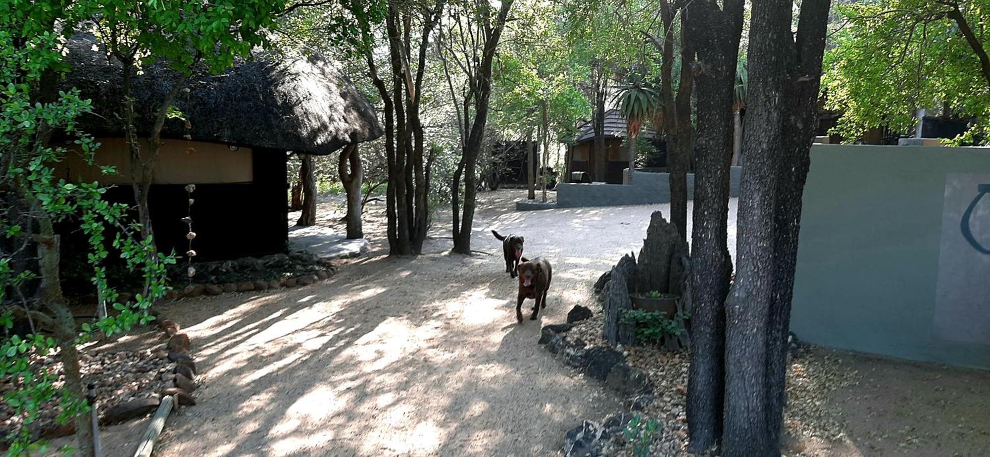Off Beat Safaris Bush Hoedspruit
