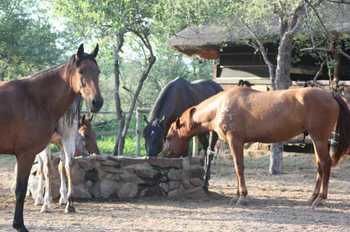 Lodge Off Beat Safaris Bush Hoedspruit